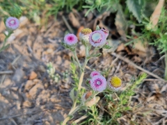Helichrysum argyrosphaerum