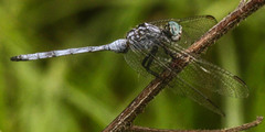 Orthetrum julia