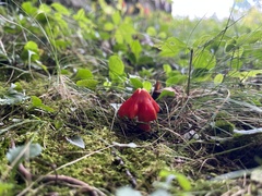 Hygrocybe cuspidata
