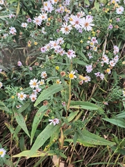 Symphyotrichum lanceolatum