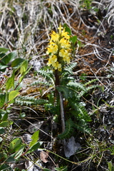 Pedicularis oederi