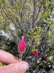 Edmondia