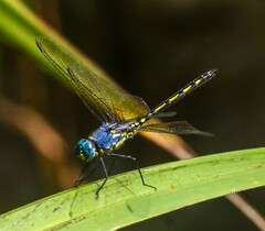 Trithemis stictica