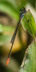 Agriocnemis gratiosa