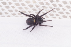 Steatoda paykulliana