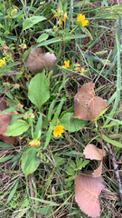 Melampodium divaricatum