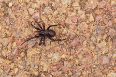 Steatoda paykulliana