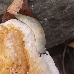 Krynickillus melanocephalus