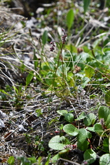 Thalictrum alpinum