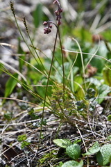 Thalictrum alpinum