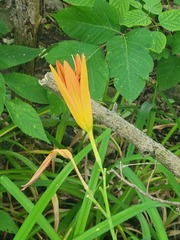 Hemerocallis fulva