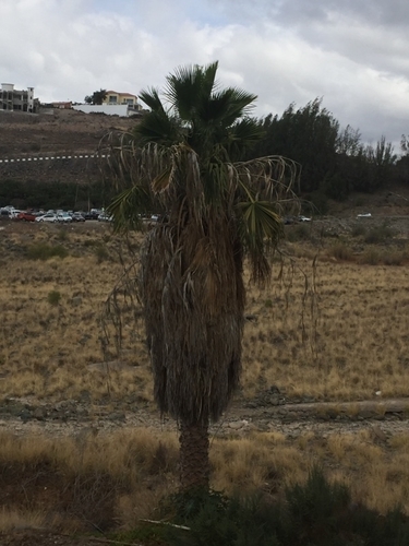 Washingtonia robusta image