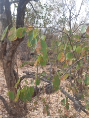 Pseudolachnostylis maprouneifolia