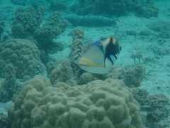 Rhinecanthus aculeatus