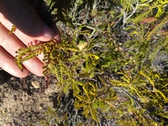 Chamaebatia australis