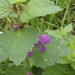 Lamium maculatum