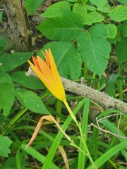 Hemerocallis fulva
