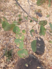 Pseudolachnostylis maprouneifolia