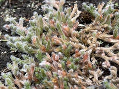 Selaginella rupestris