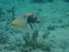 Rhinecanthus aculeatus