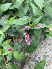 Persicaria longiseta