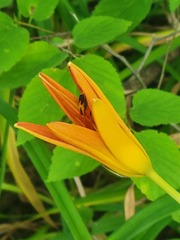 Hemerocallis fulva