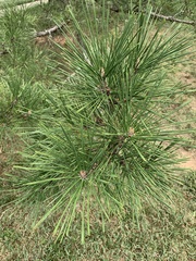 Pinus thunbergii