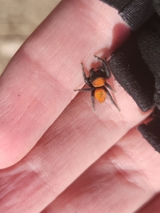 Phidippus apacheanus