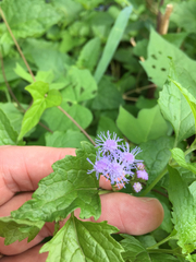 Conoclinium coelestinum
