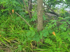 Hemerocallis fulva