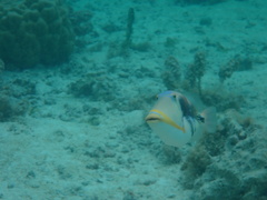 Rhinecanthus aculeatus