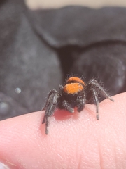 Phidippus apacheanus