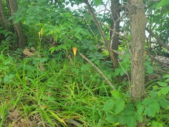 Hemerocallis fulva