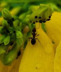 Camponotus planatus