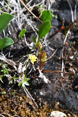 Draba glacialis