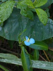 Commelina virginica