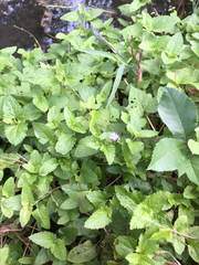 Conoclinium coelestinum