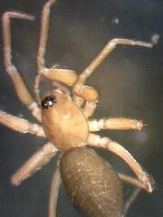 Microneta viaria
