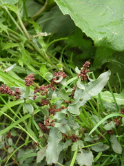 Rumex