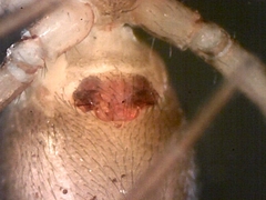 Microneta viaria