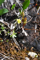 Draba glacialis