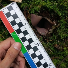 Sarcosphaera coronaria