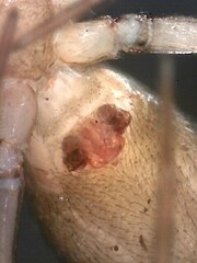 Microneta viaria