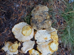 Cantharellus subalbidus