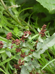 Rumex