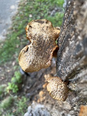 Gymnopilus suberis