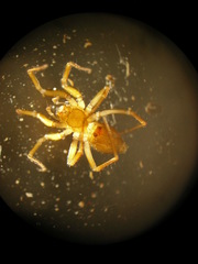 Microneta viaria