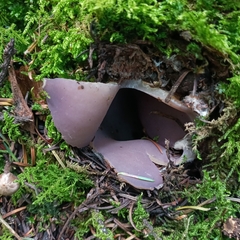 Sarcosphaera coronaria