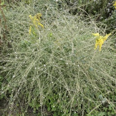 Lepidium graminifolium