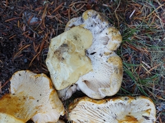 Cantharellus subalbidus